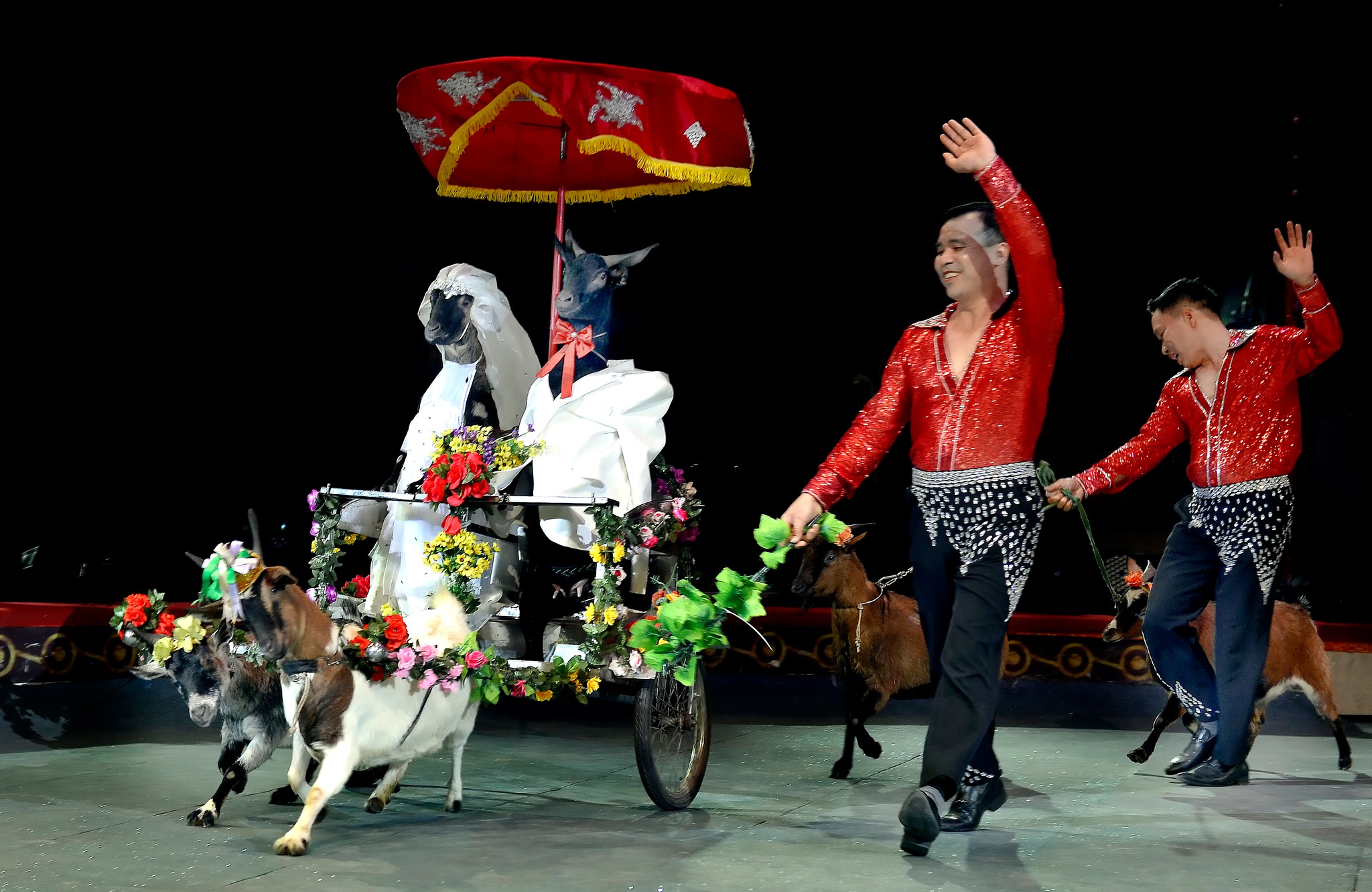 Biểu diễn xiếc